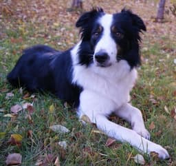 Zdjęcie, z którego powstał wzór: Border collie